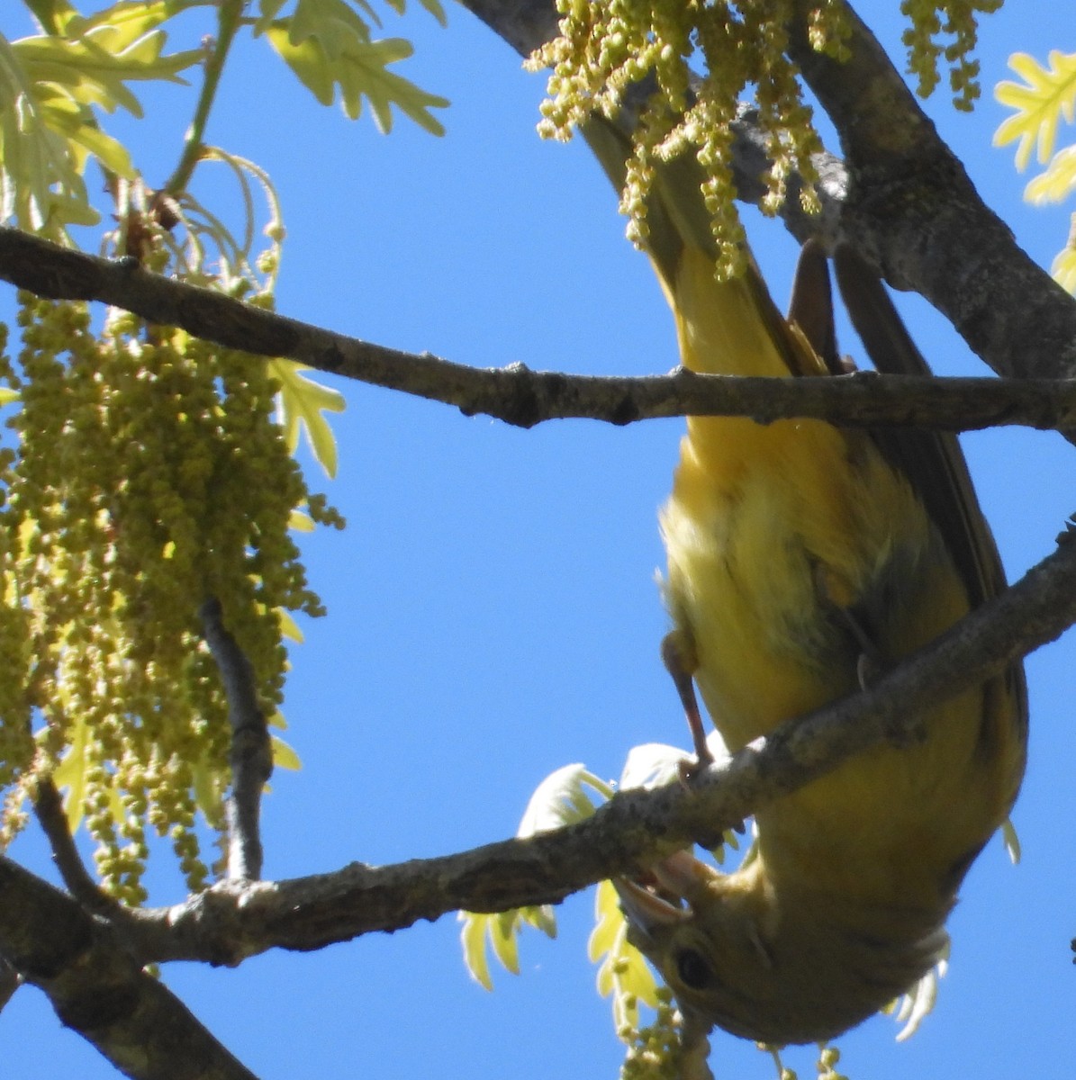 Summer Tanager - ML657247904