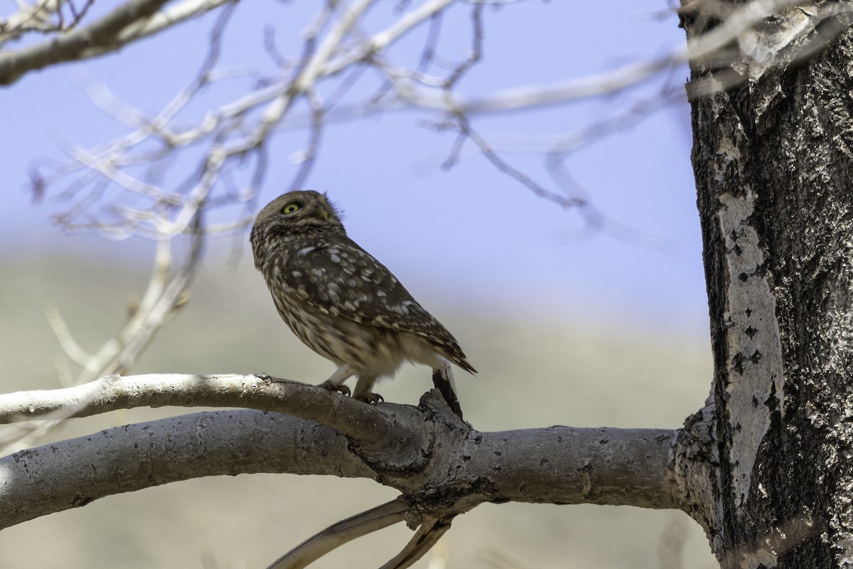 Little Owl - ML657248075