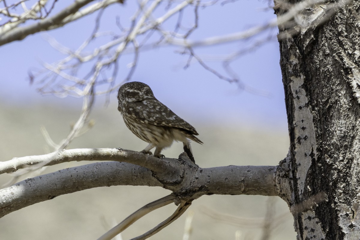 Little Owl - ML657248076