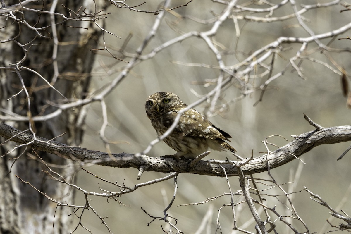 Little Owl - ML657248077