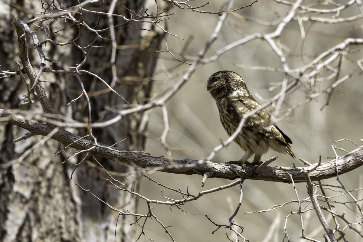 Little Owl - ML657248078