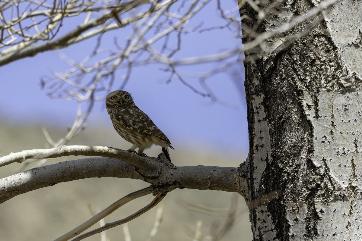 Little Owl - ML657248079