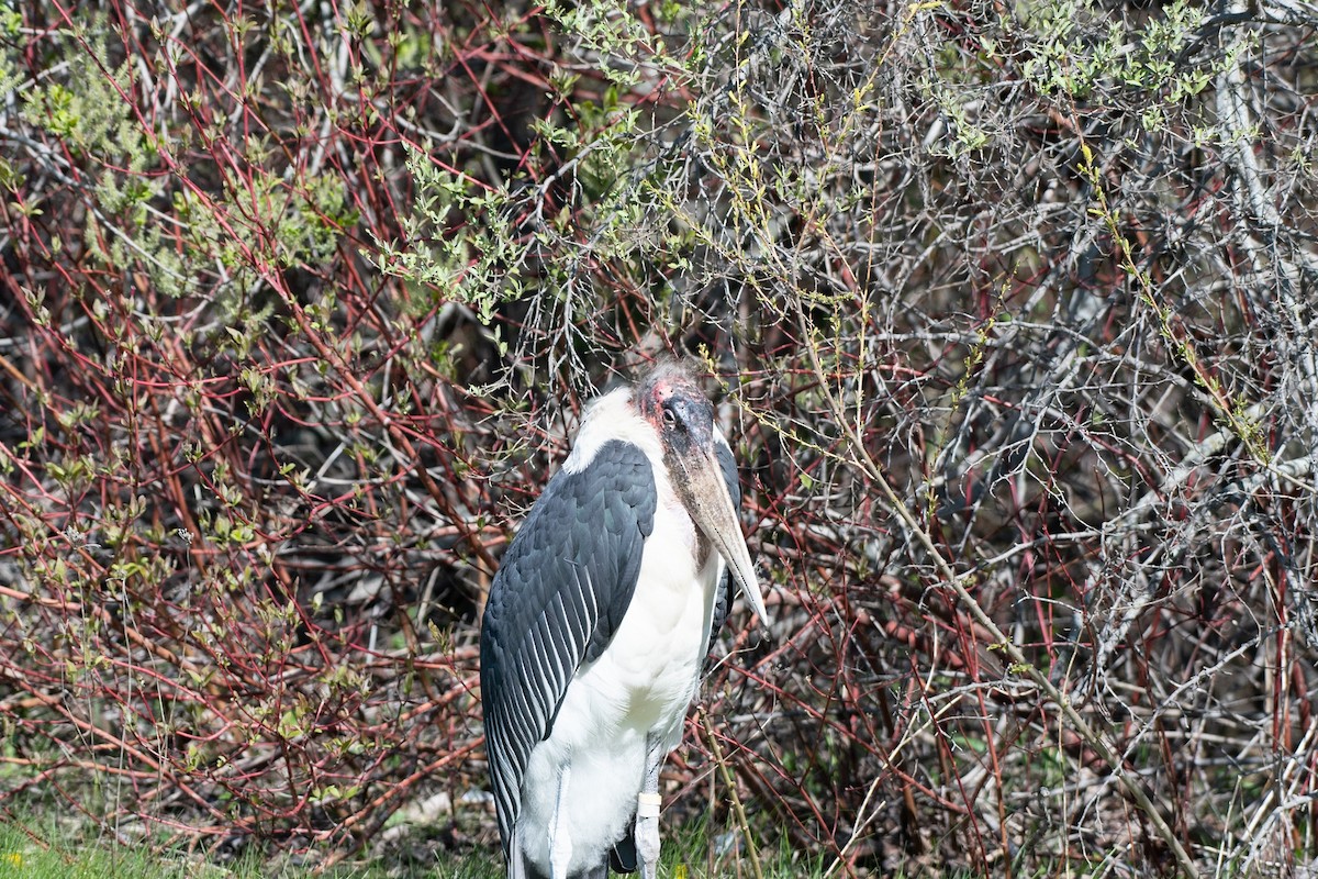 Marabou Stork - ML657248273