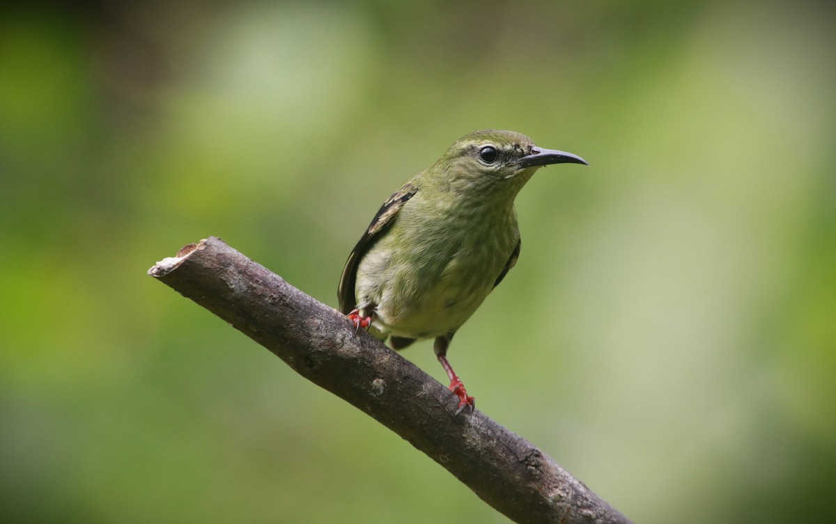 Red-legged Honeycreeper - ML657252565
