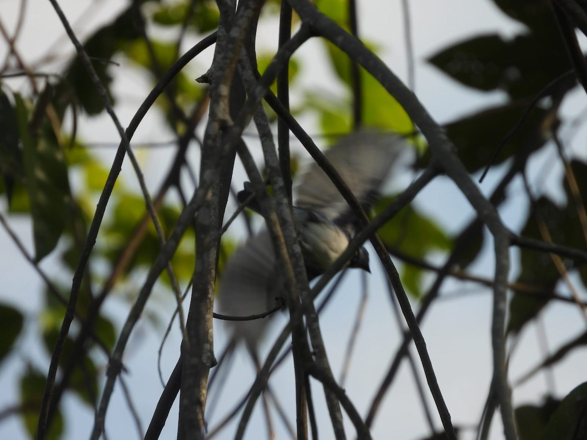 Masked Tanager - Stilpnia nigrocincta - Media Search - Macaulay Library ...
