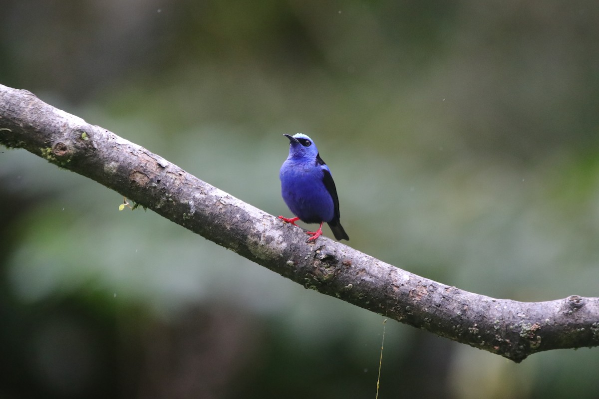 Red-legged Honeycreeper - ML657252800