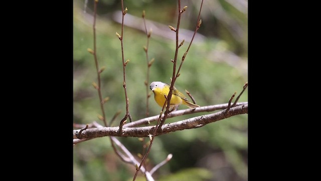 Nashville Warbler - ML657252991