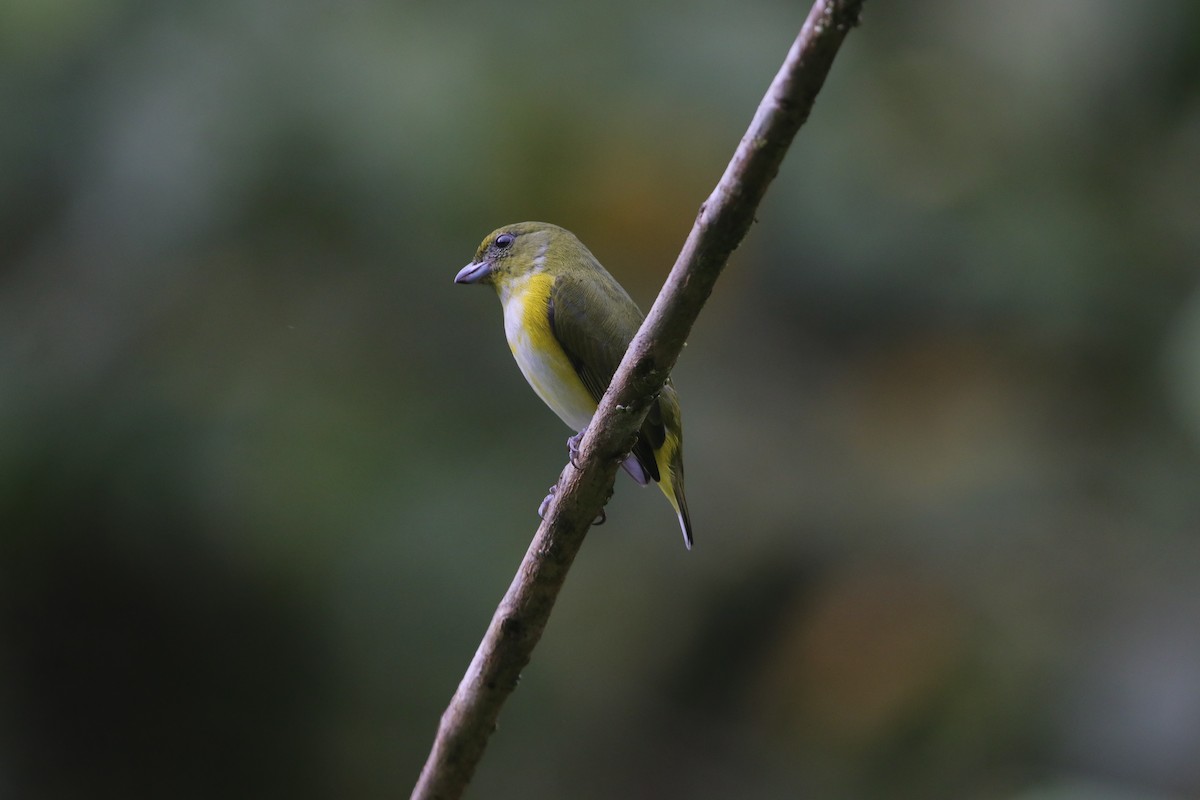Yellow-throated Euphonia - ML657253334