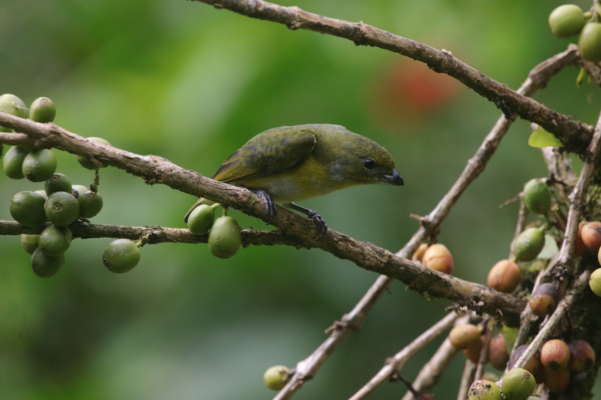 Yellow-throated Euphonia - ML657253335