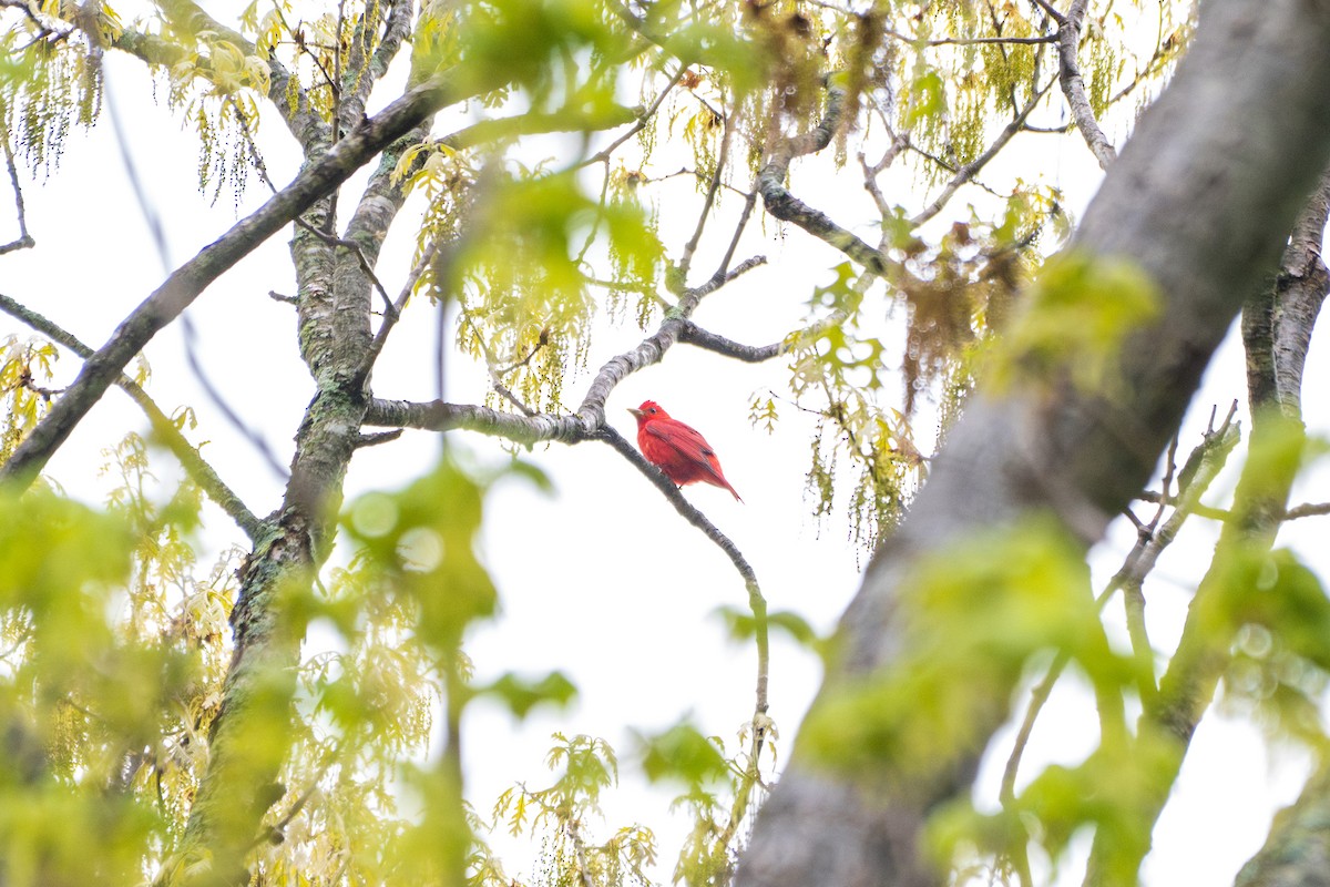 Summer Tanager - ML657254876