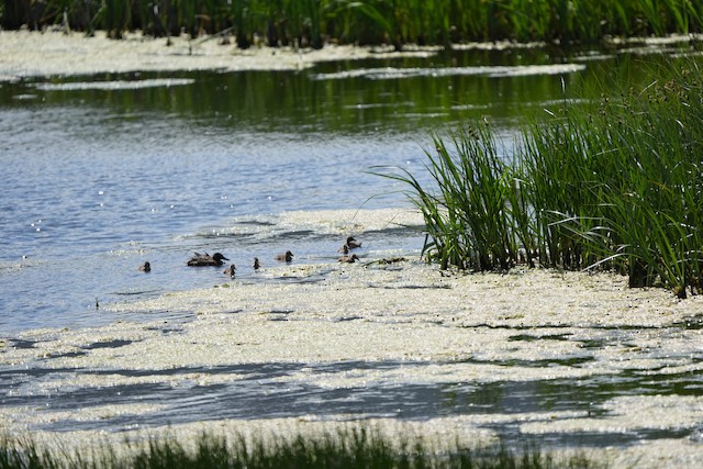 Canvasback