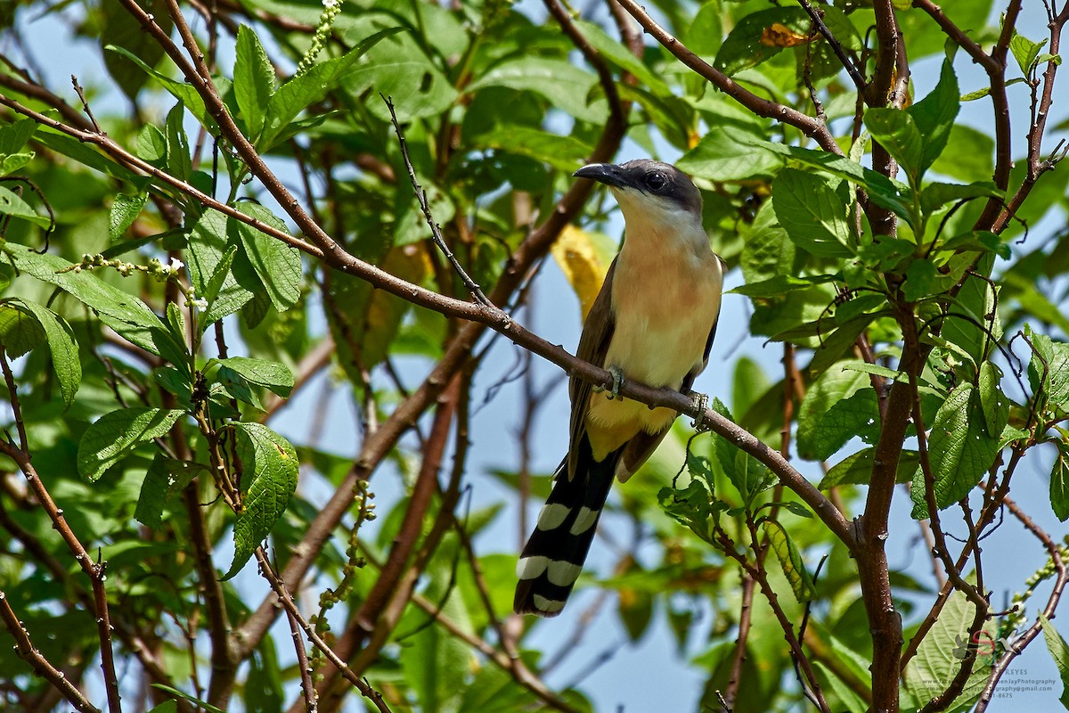 Dark-billed Cuckoo - ML65725631