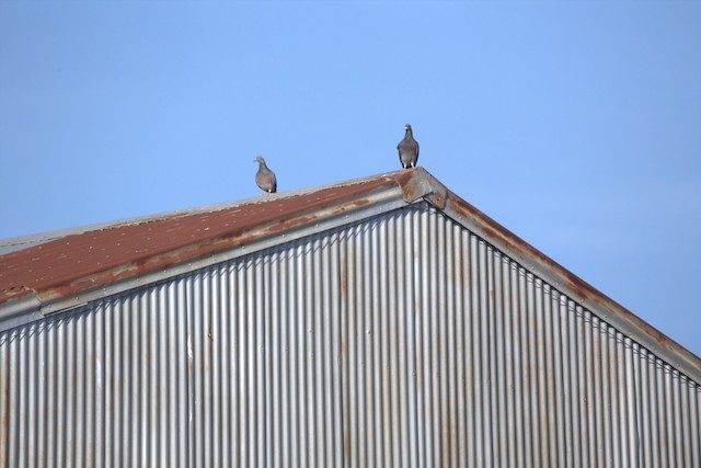 Rock Pigeon (Feral Pigeon)