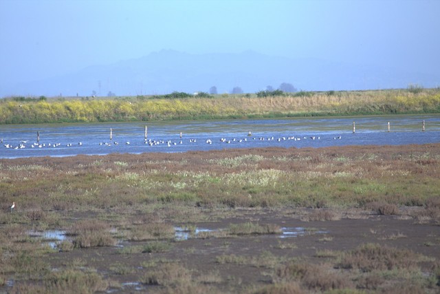 American Avocet