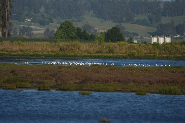 American Avocet
