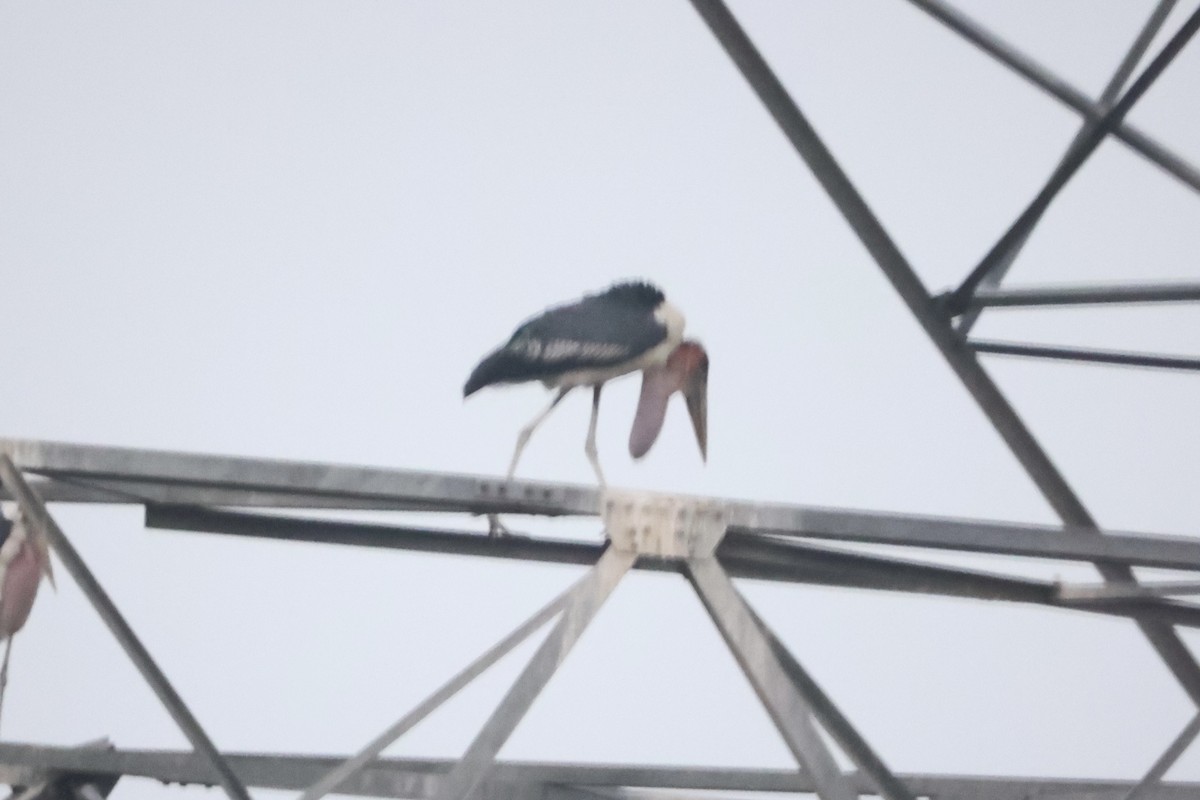 Marabou Stork - ML657258988