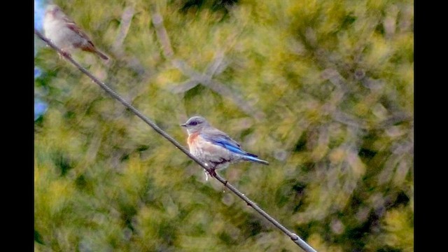 Western Bluebird - ML657259585