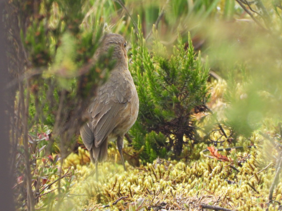 Boyaca Antpitta - ML657259755