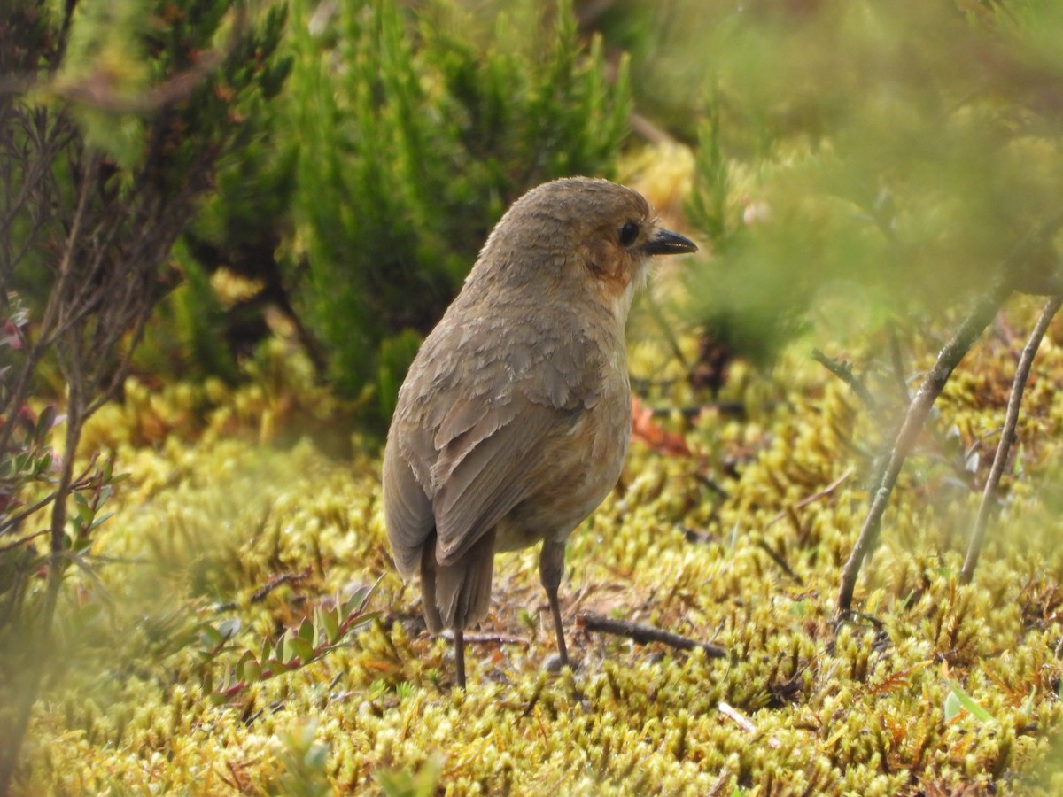 Boyaca Antpitta - ML657259756