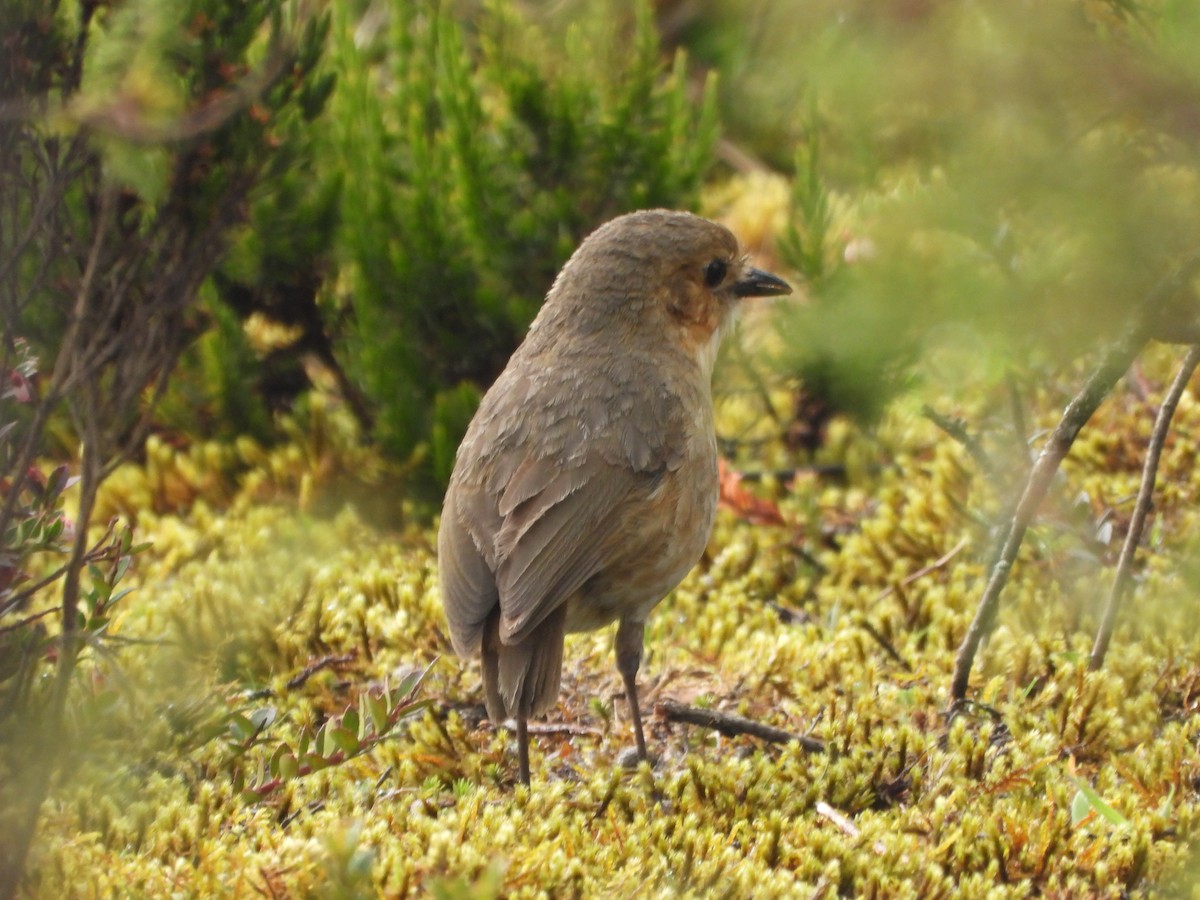 Boyaca Antpitta - ML657259757