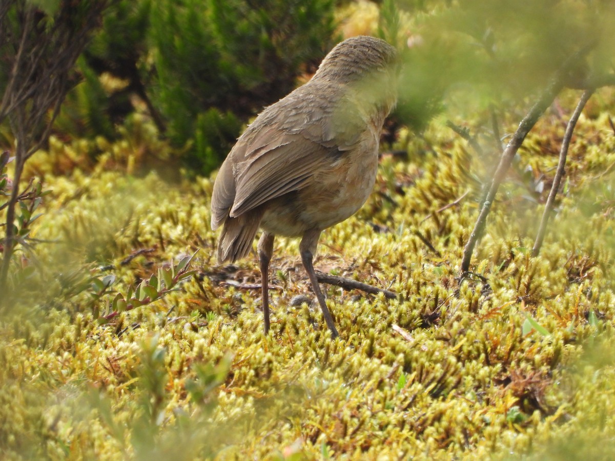 Boyaca Antpitta - ML657259758