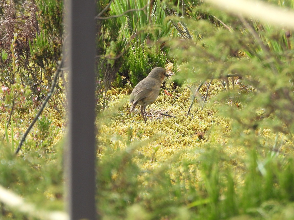 Boyaca Antpitta - ML657259759