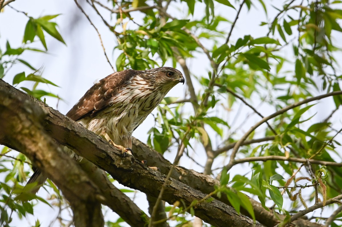 Cooper's Hawk - ML657259836