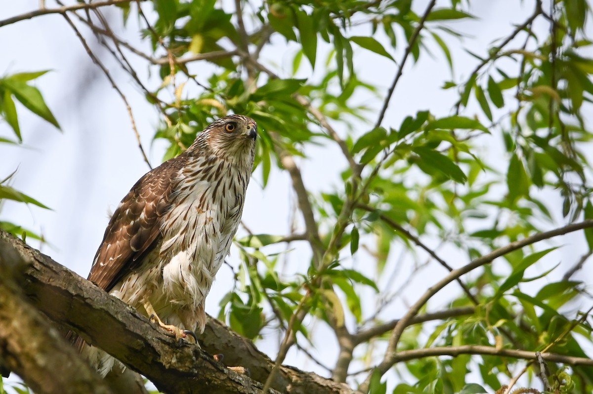Cooper's Hawk - ML657260048