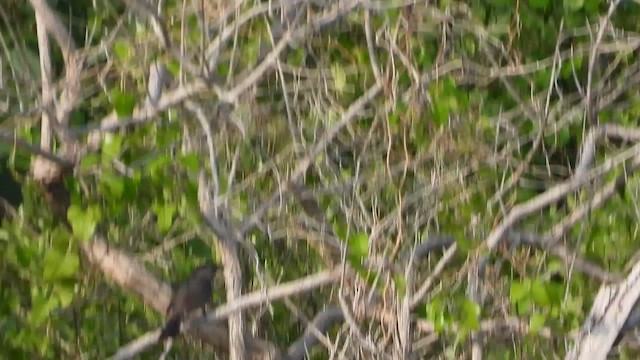 Gray Catbird - ML657260177