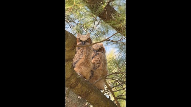 Great Horned Owl - ML657260242