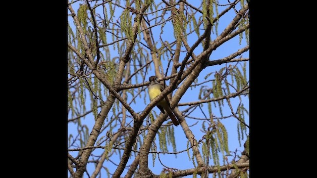 Great Crested Flycatcher - ML657260312