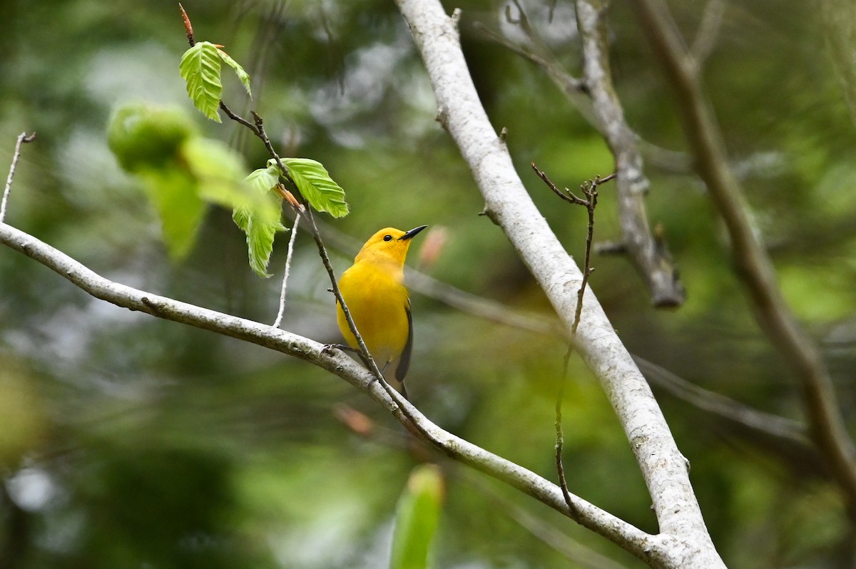Prothonotary Warbler - ML657260567