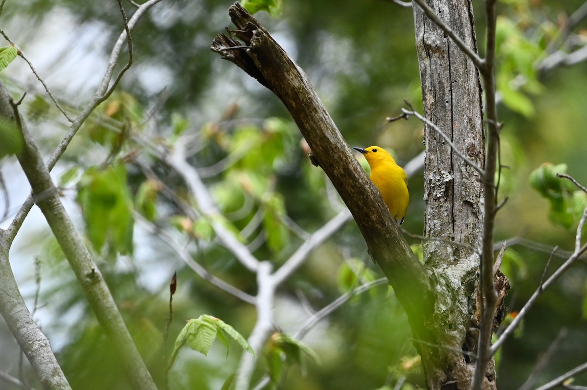 Prothonotary Warbler - ML657260600