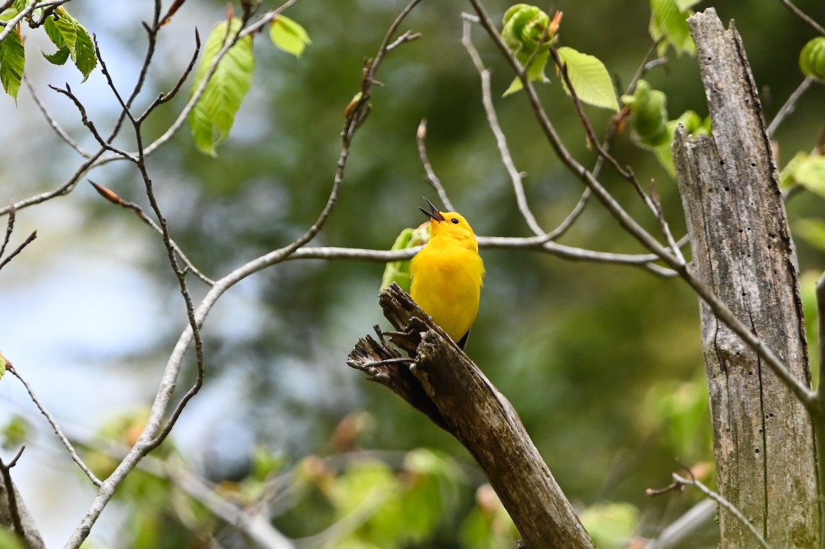 Prothonotary Warbler - ML657260630