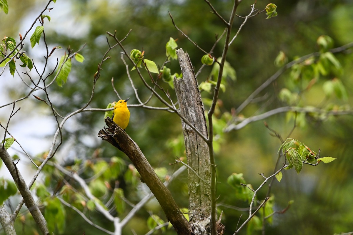 Prothonotary Warbler - ML657260822