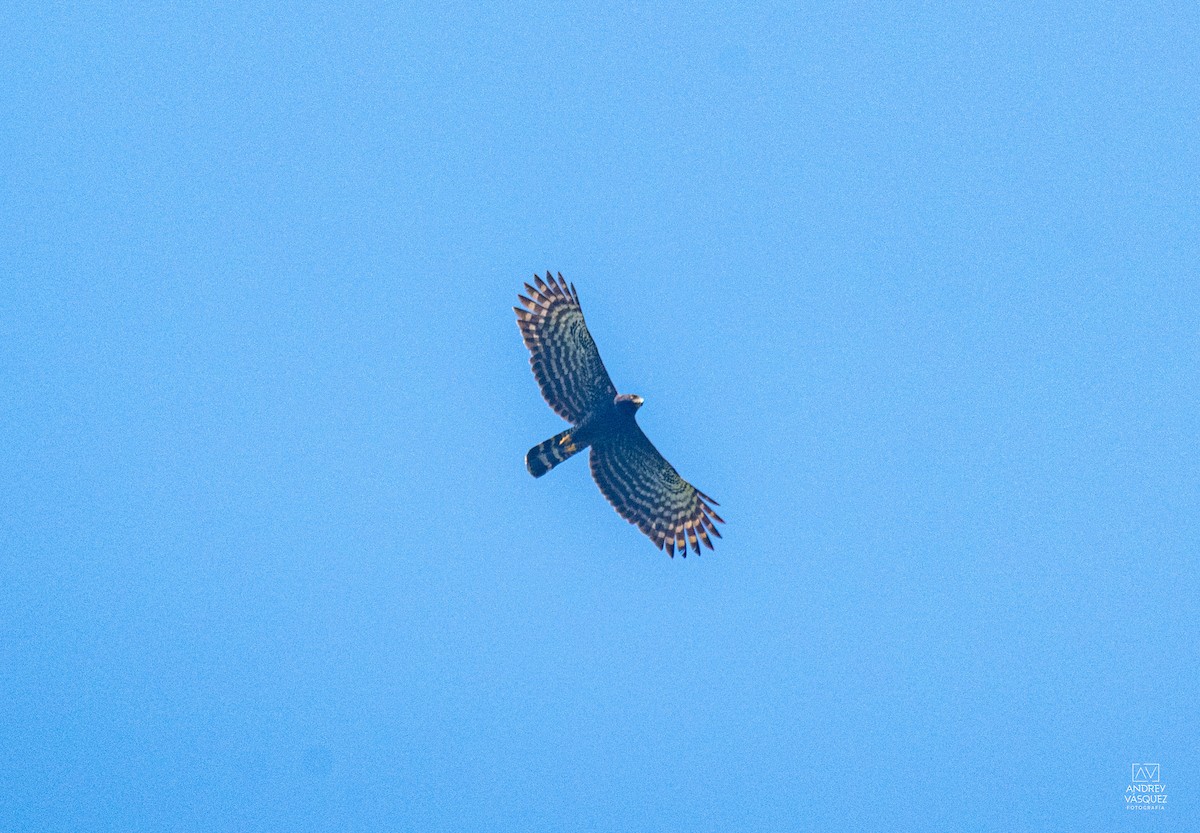 Black Hawk-Eagle - ML657261205