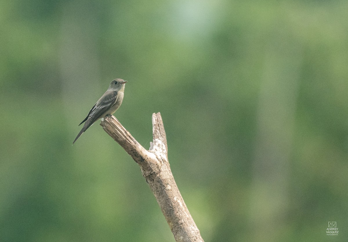 Alder Flycatcher - ML657261230