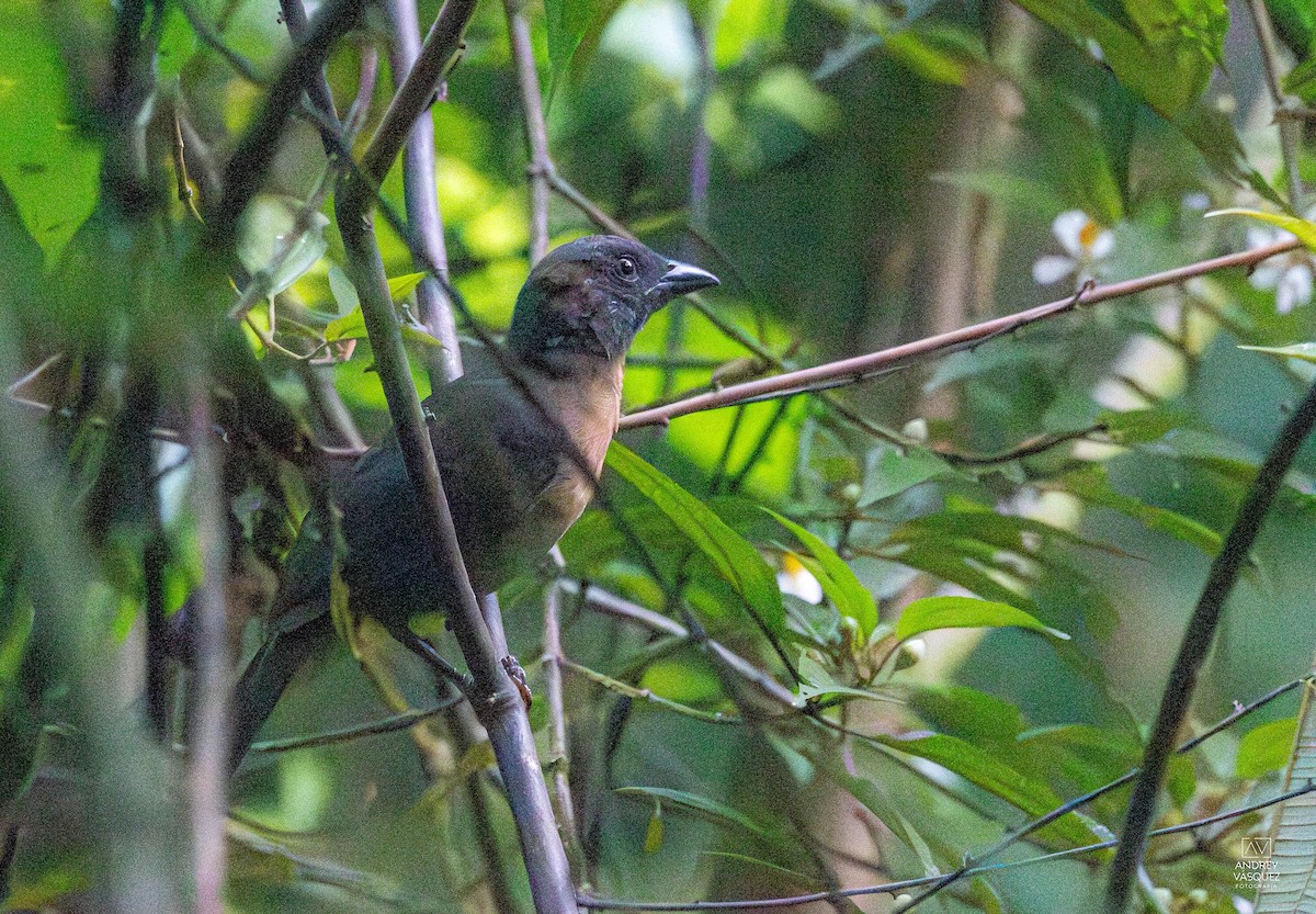 Black-cheeked Ant-Tanager - ML657261304