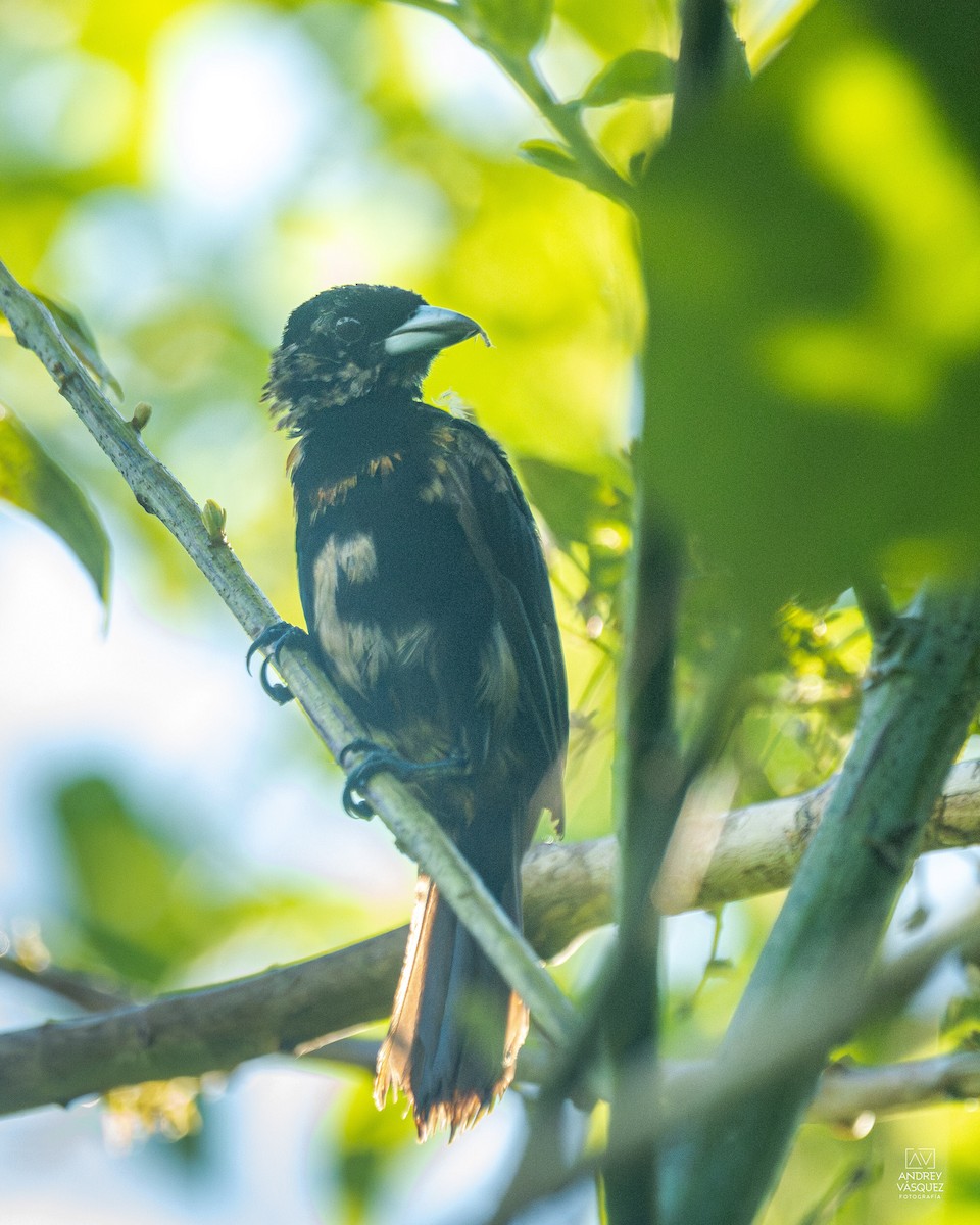 Scarlet-rumped Tanager - ML657261349