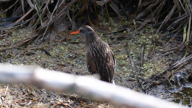 Virginia Rail - ML657261421