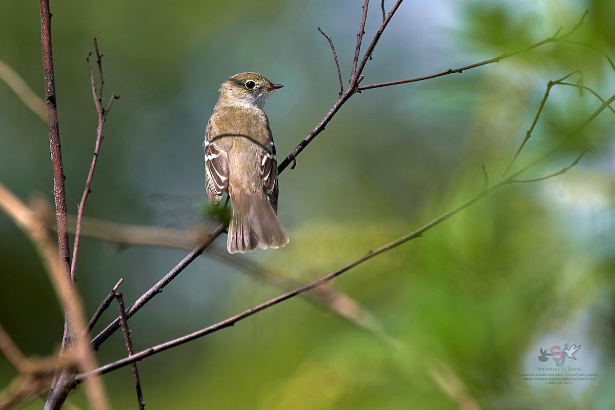 Small-billed Elaenia - ML65726251