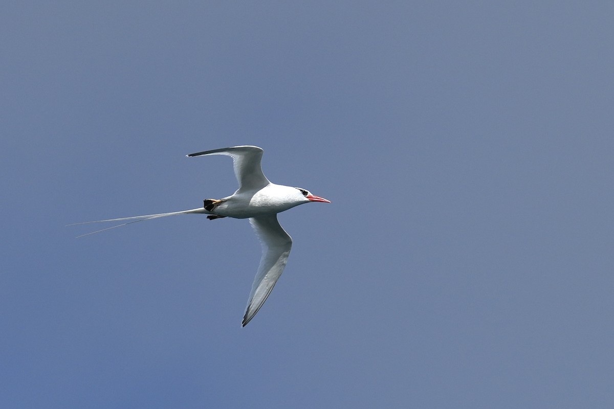 Rabijunco Etéreo - ML657262527