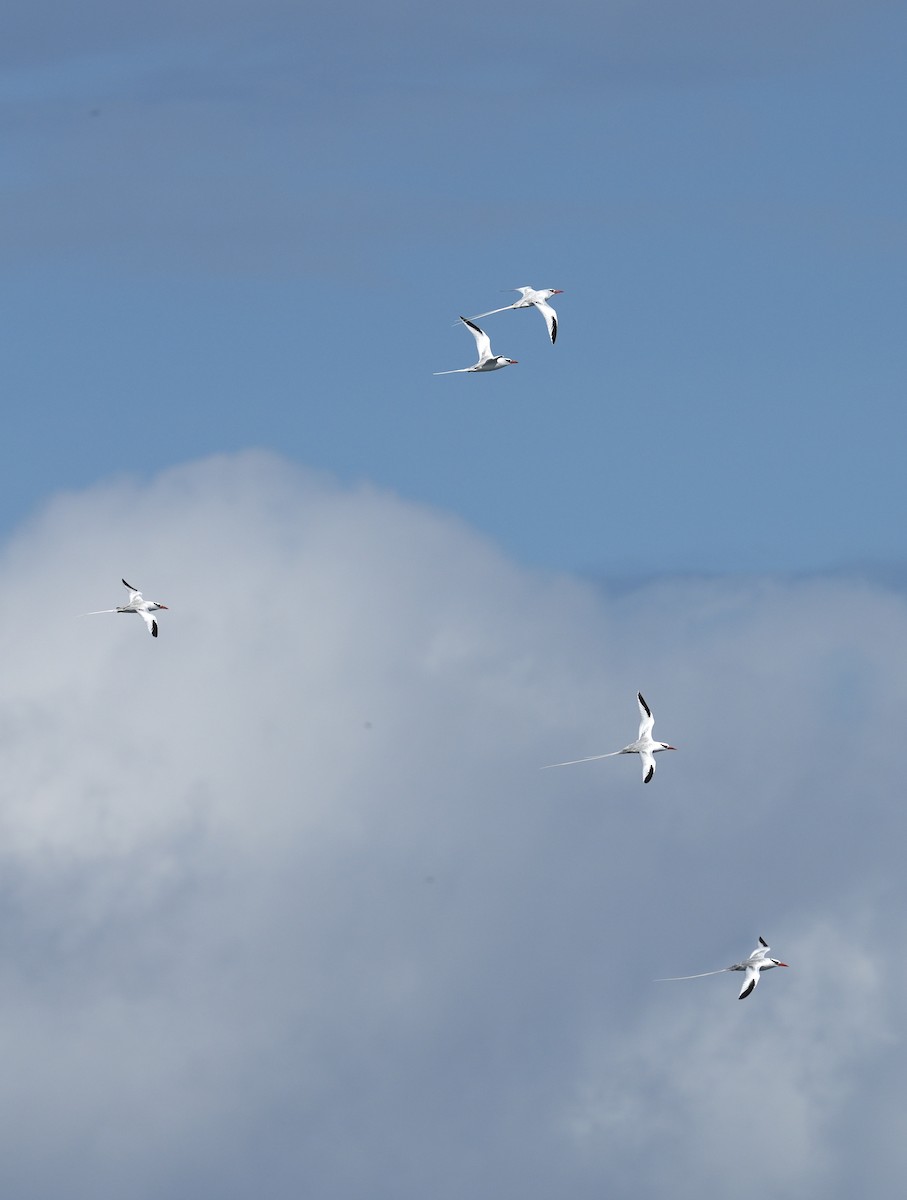 Rabijunco Etéreo - ML657262529