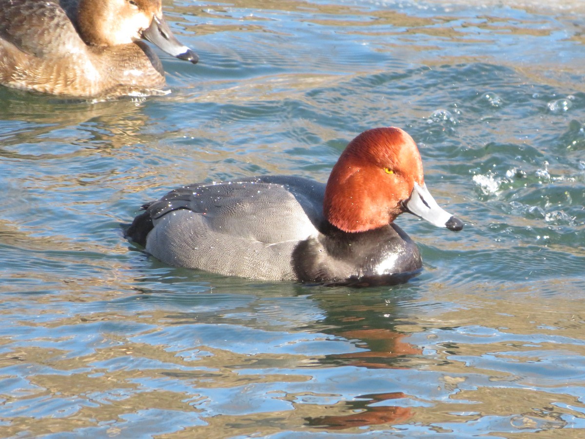 Redhead - ML657264773