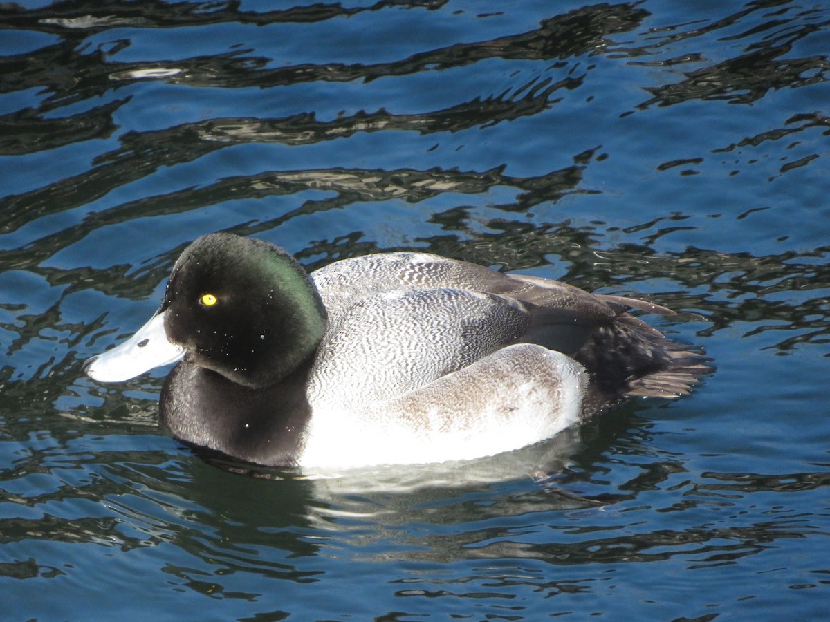 Greater Scaup - ML657264793
