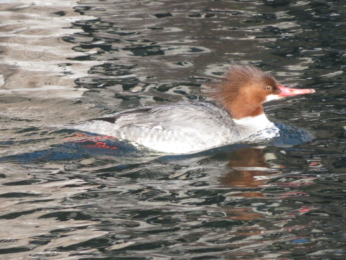Common Merganser - ML657264810