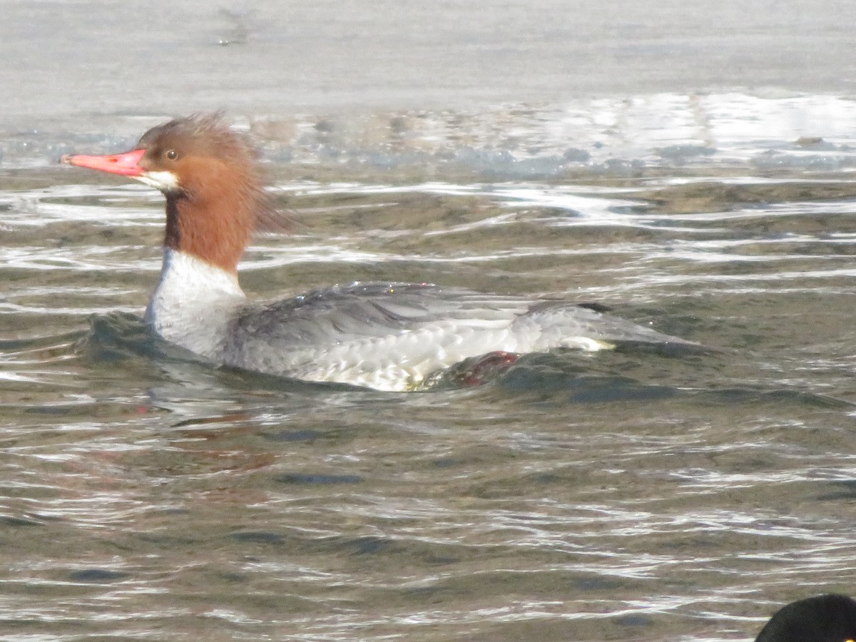 Common Merganser - ML657264848