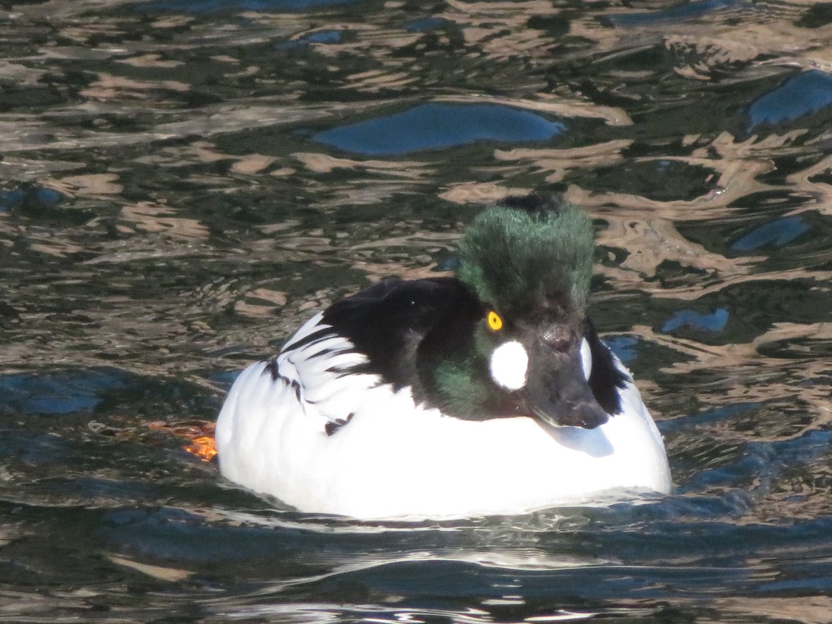 Common Goldeneye - ML657264887