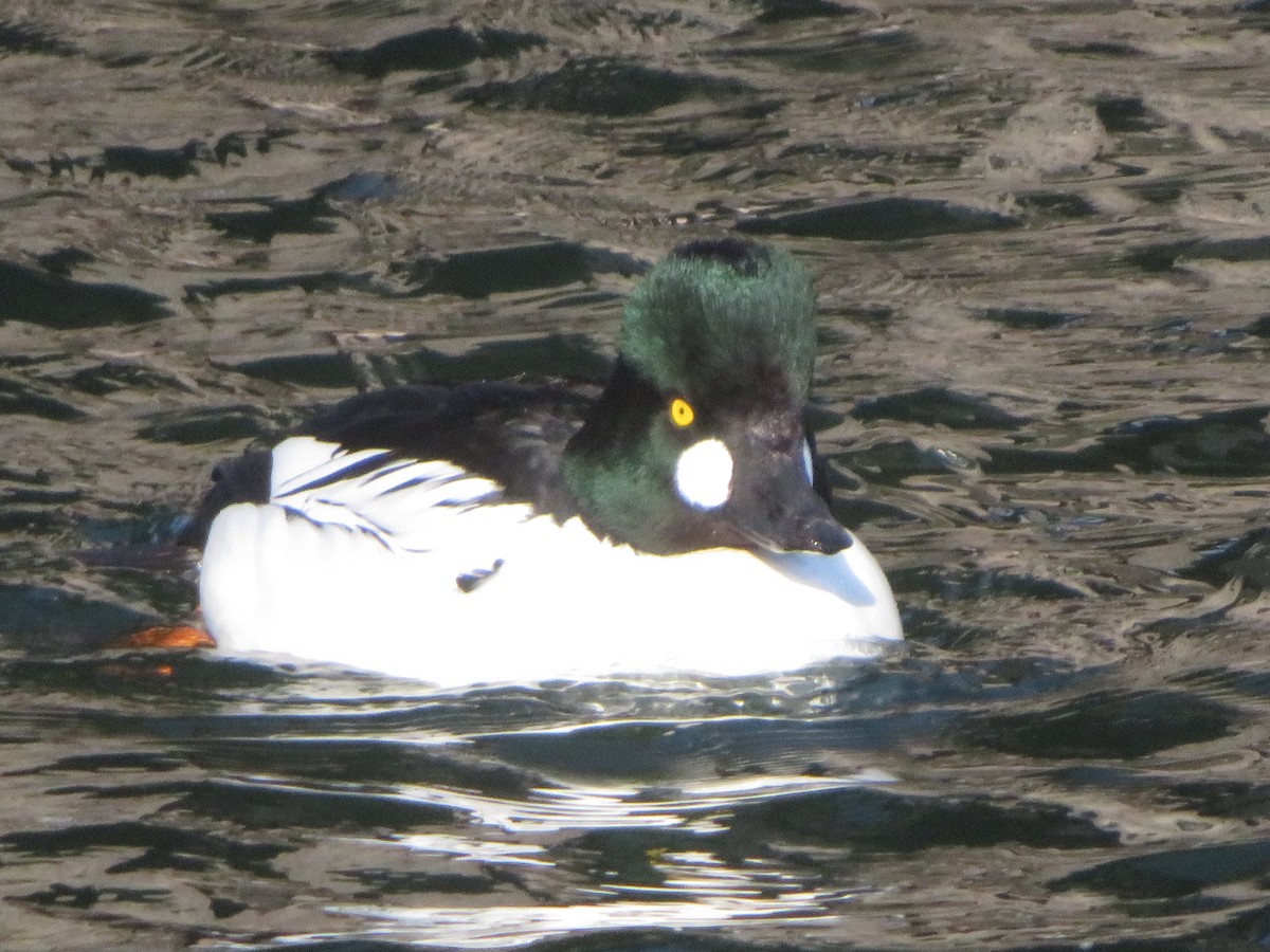 Common Goldeneye - ML657264907