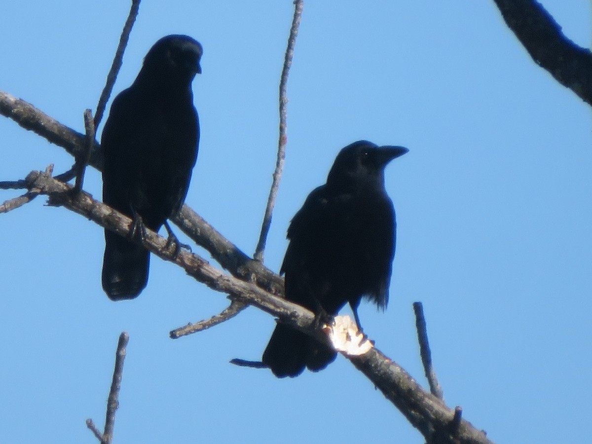 American Crow - ML657265311